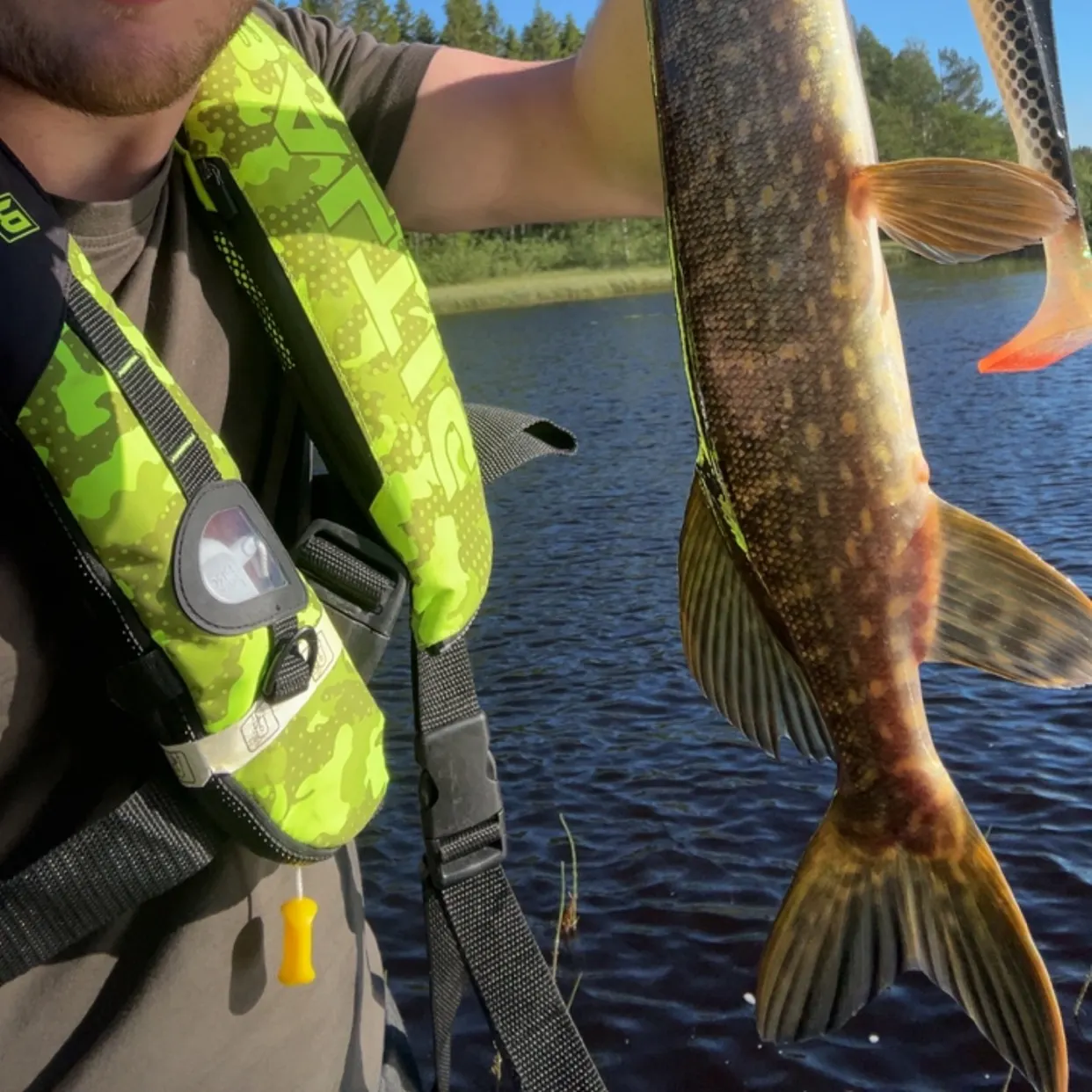 Northern pike caught on Fishbrain