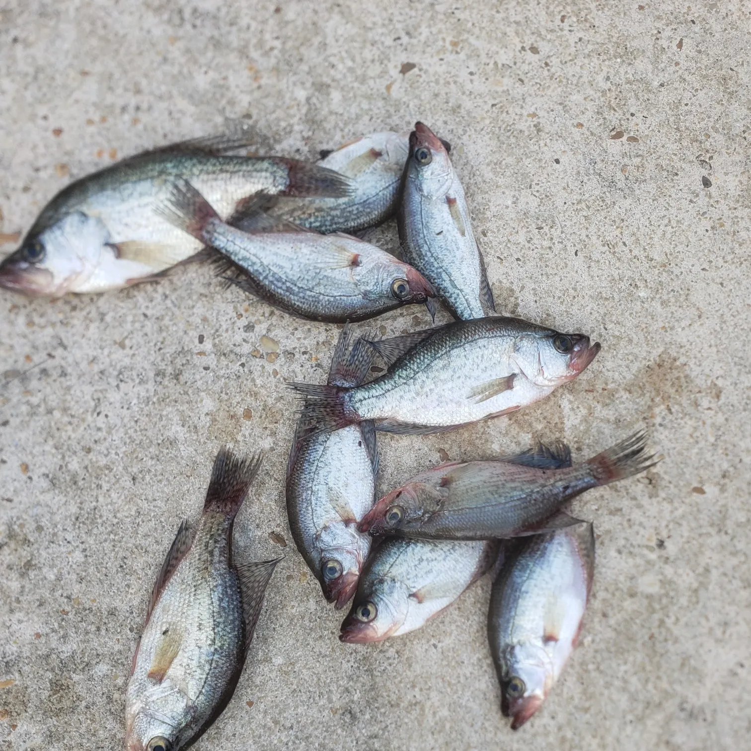 recently logged catches