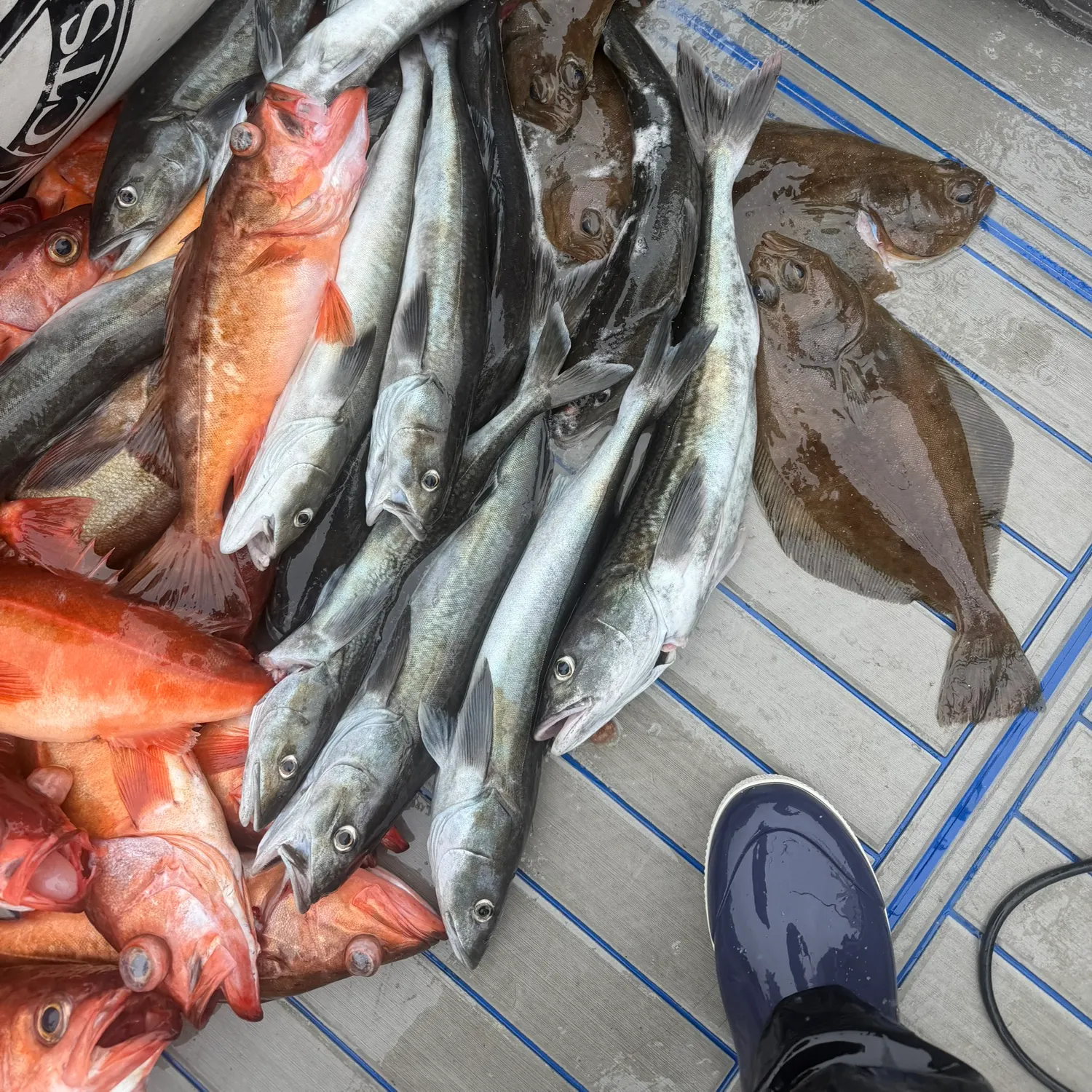 The most recent Sablefish catches on Fishbrain
