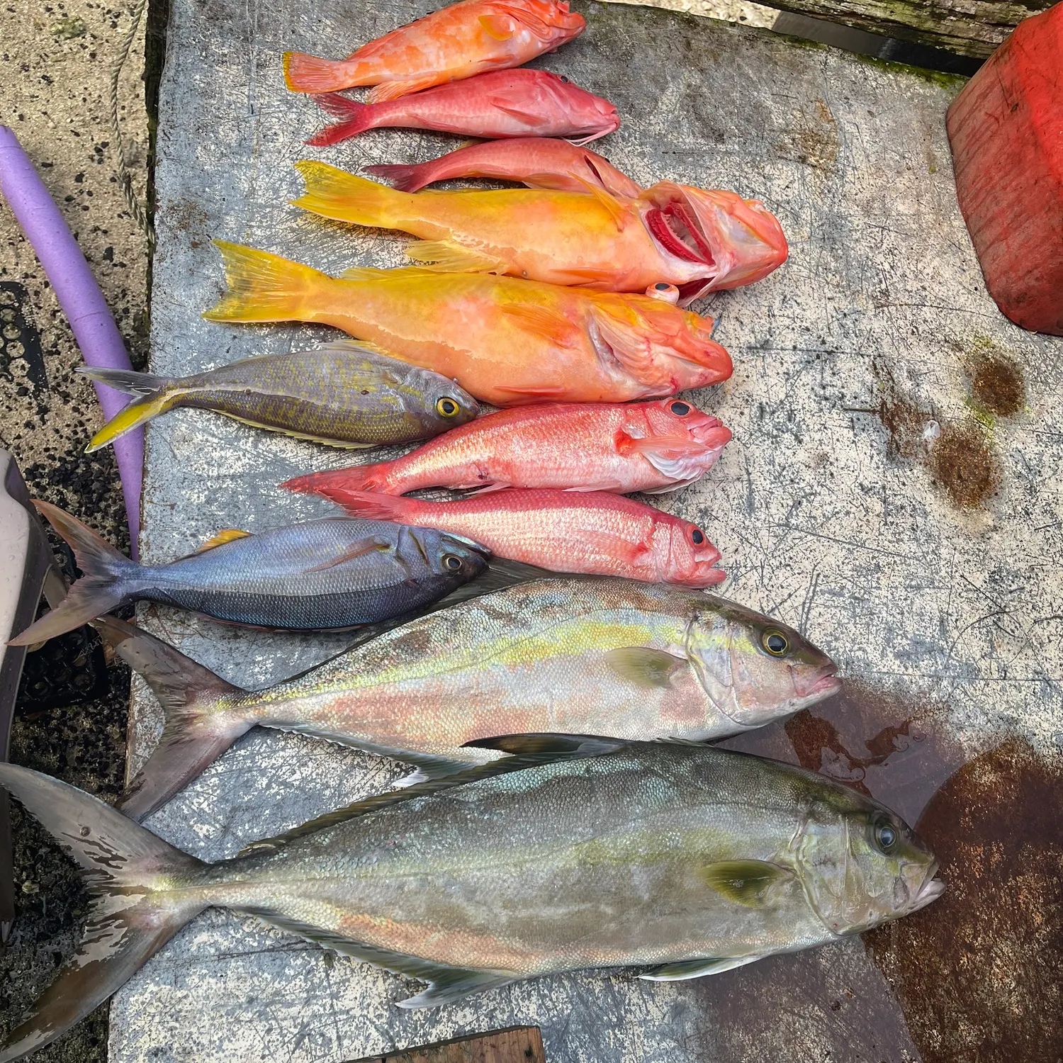 recently logged catches