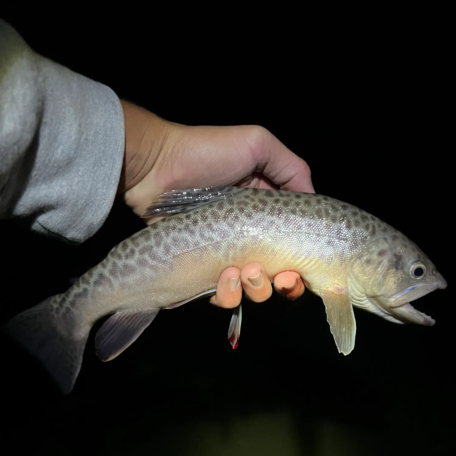 Tiger trout caught on Fishbrain