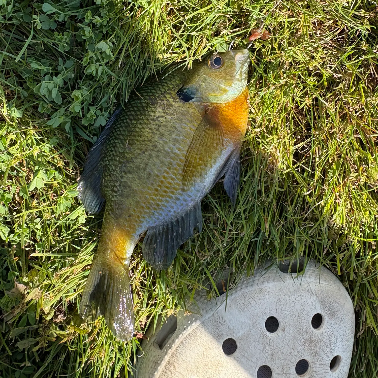 Bluegill caught on Fishbrain