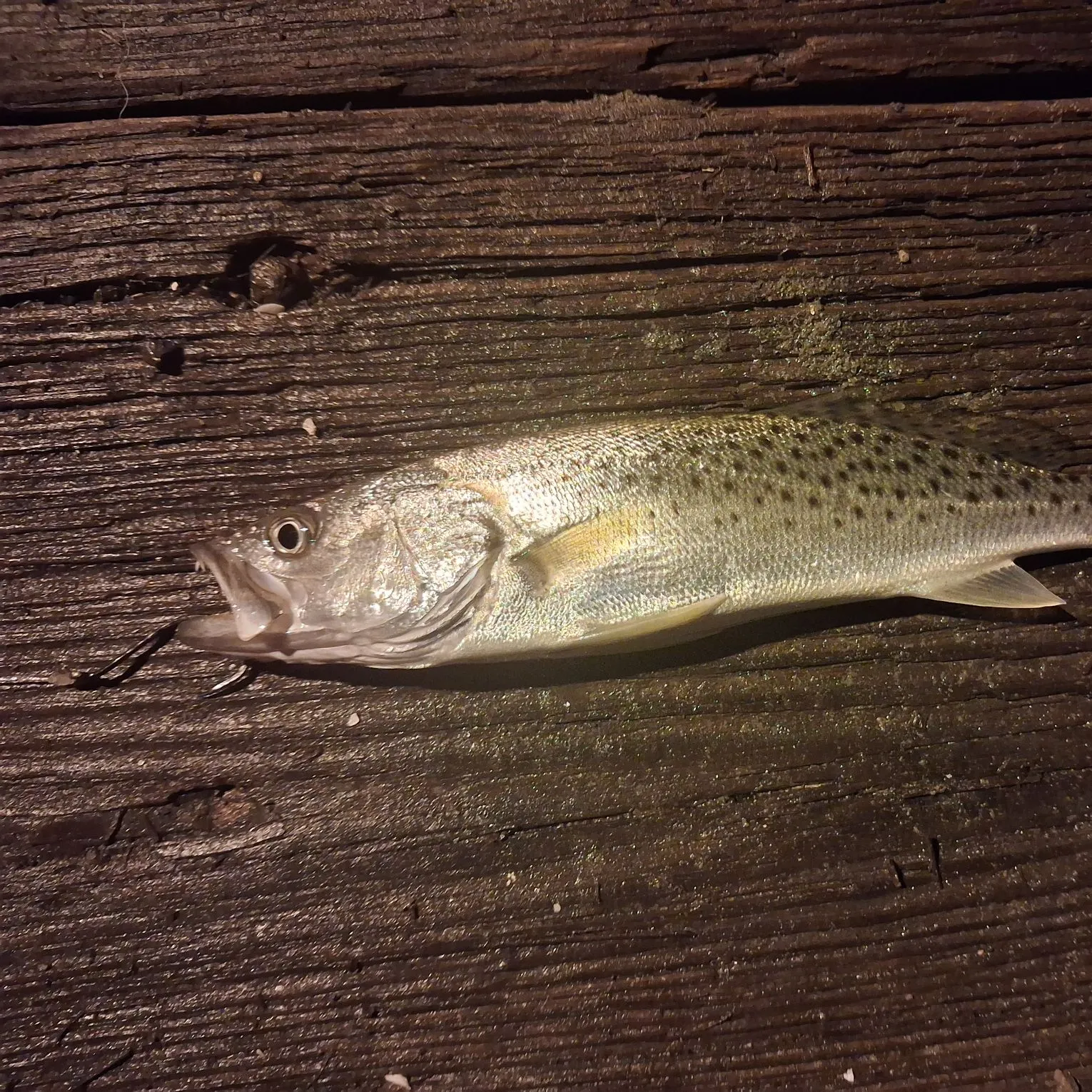 The most recent Spotted seatrout catches on Fishbrain