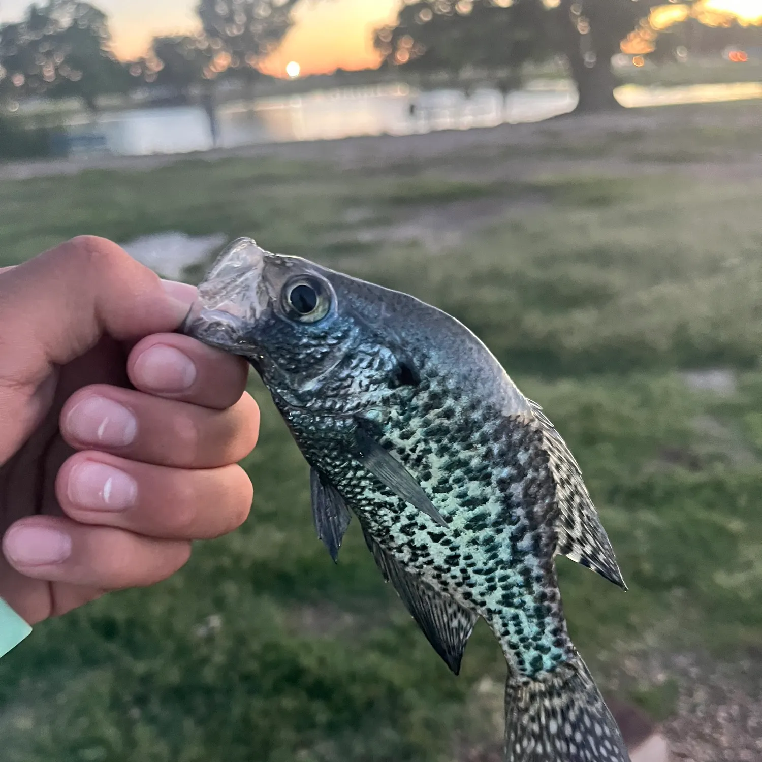 The most recent Magnolia crappie catches on Fishbrain