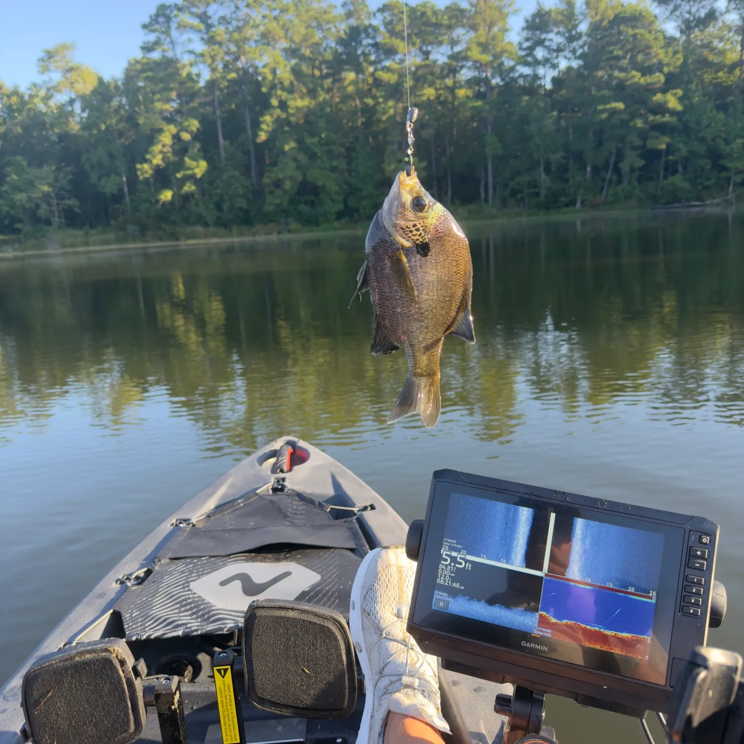 Bluegill caught on Fishbrain