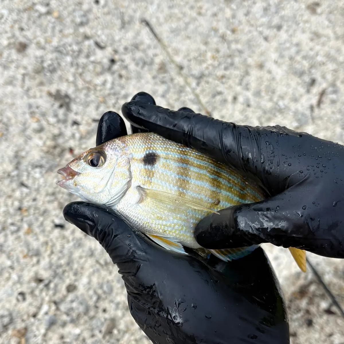 Pinfish caught on Fishbrain