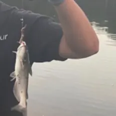 Channel catfish caught on Fishbrain