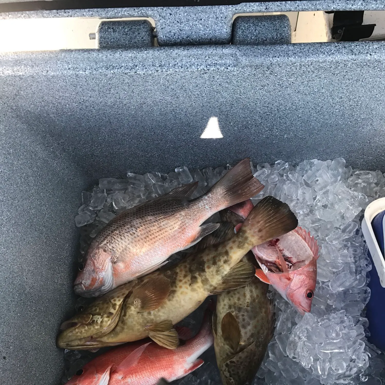 Malabar grouper caught on Fishbrain