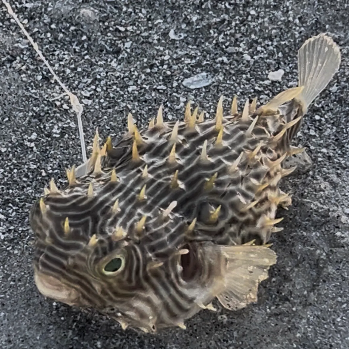 The most recent Reticulated pufferfish catches on Fishbrain