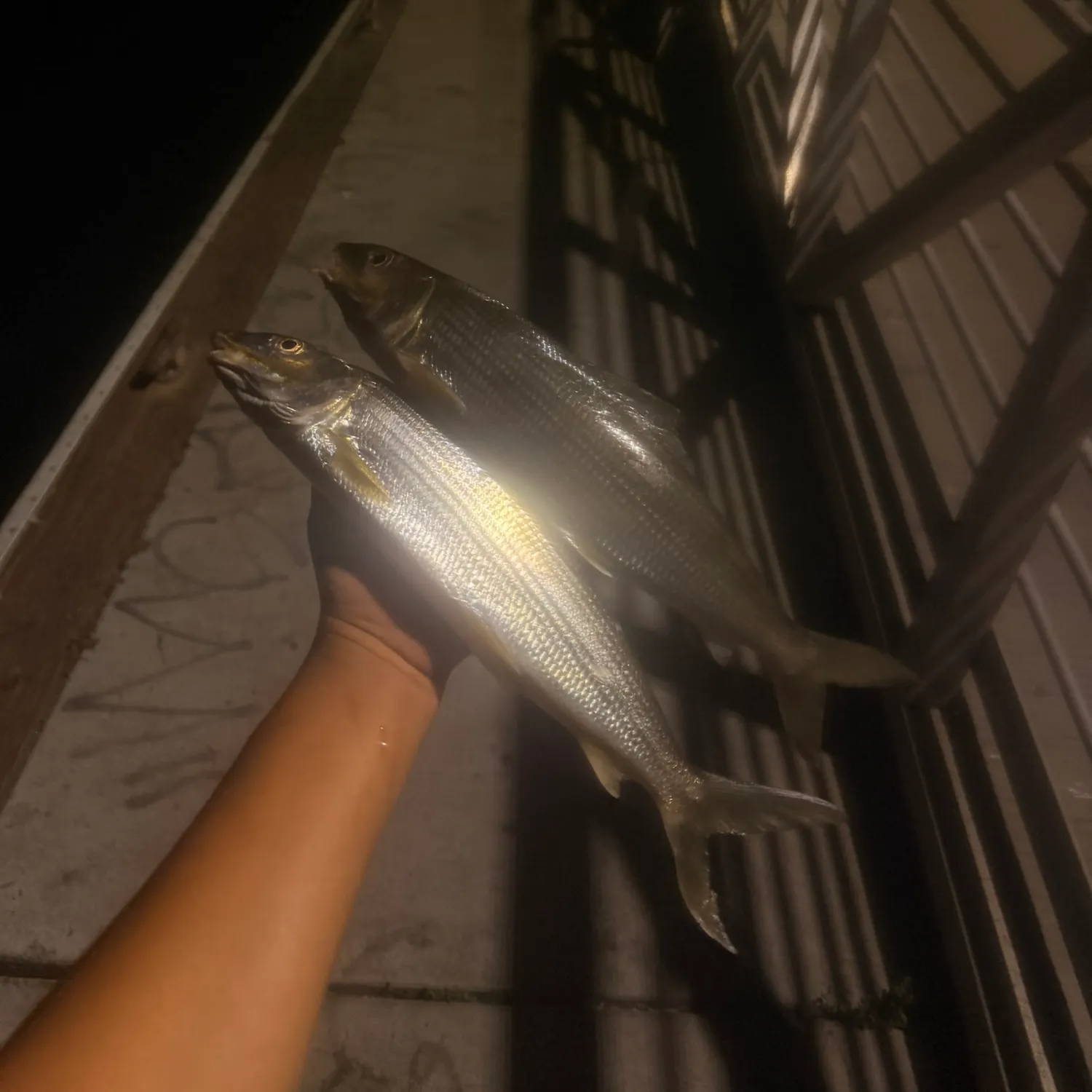 West Atlantic bonefish caught on Fishbrain