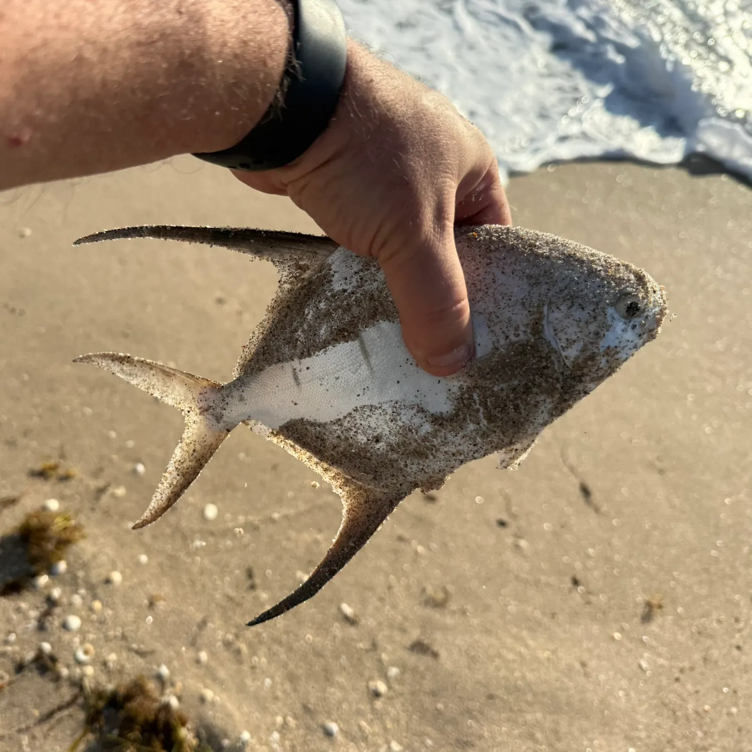The most recent Palometa catches on Fishbrain