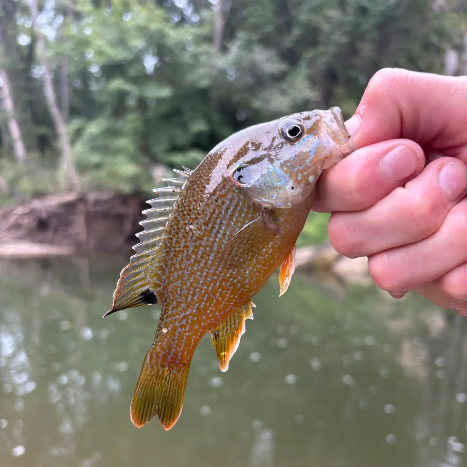 Green sunfish caught on Fishbrain
