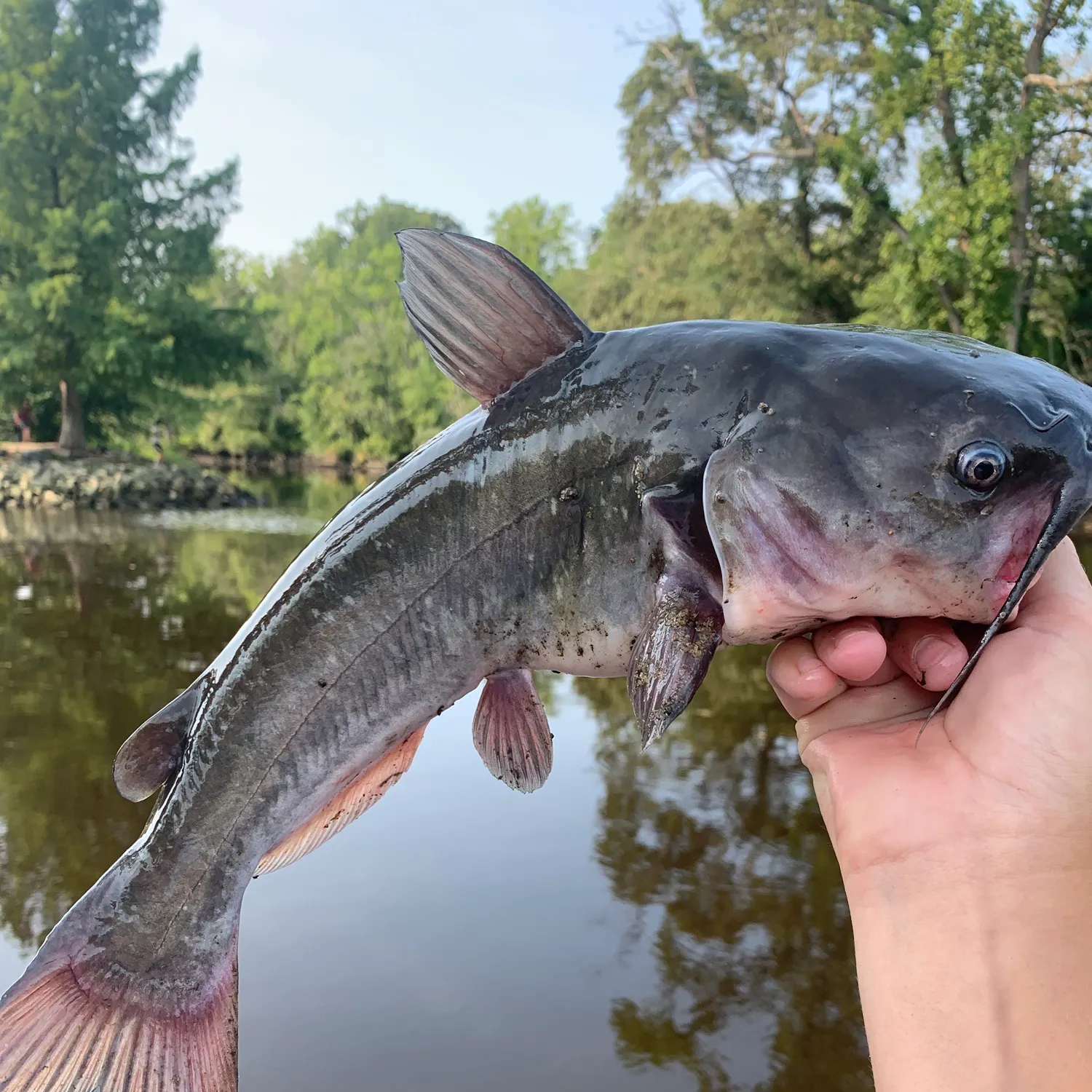 The most recent White bullhead catches on Fishbrain