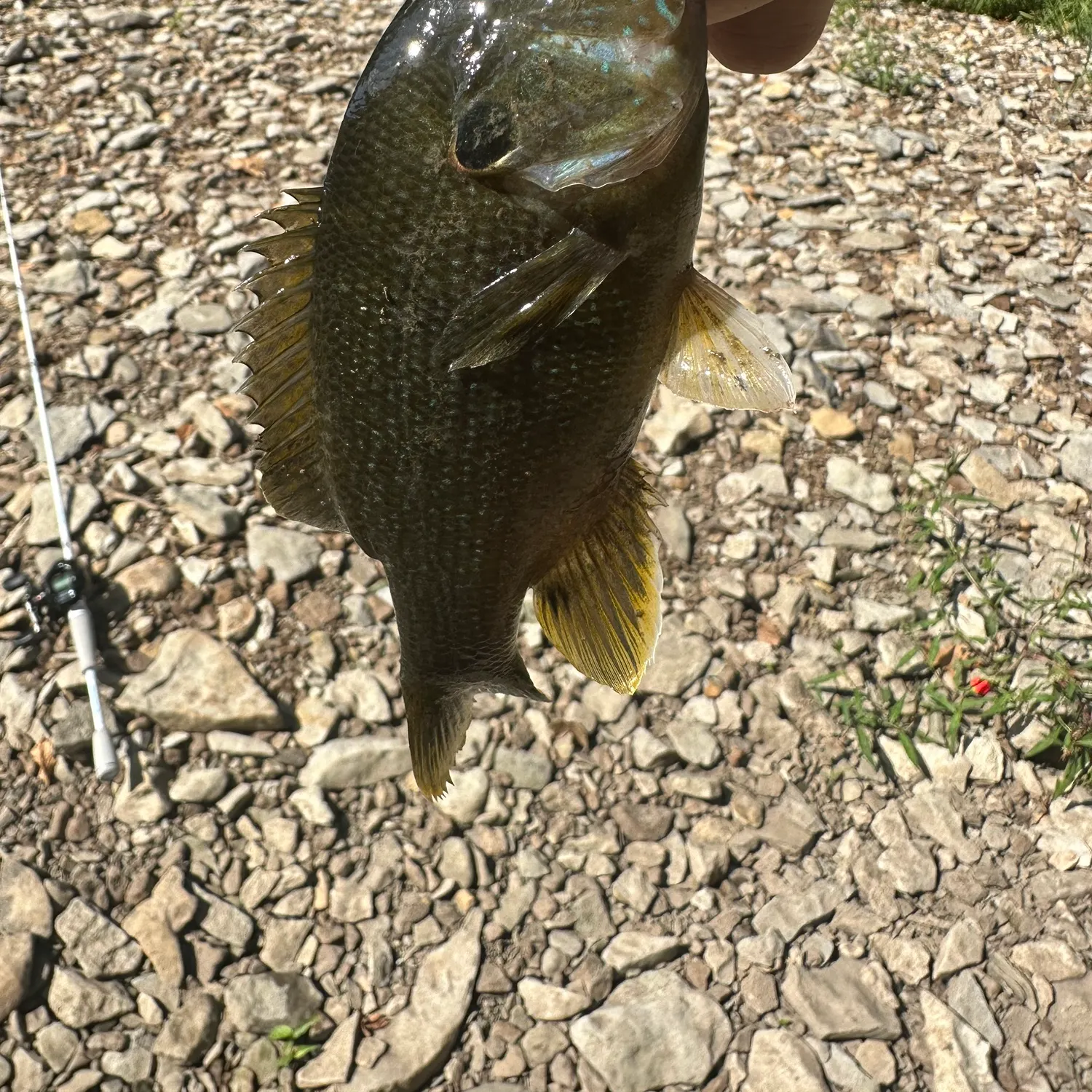 Green sunfish caught on Fishbrain
