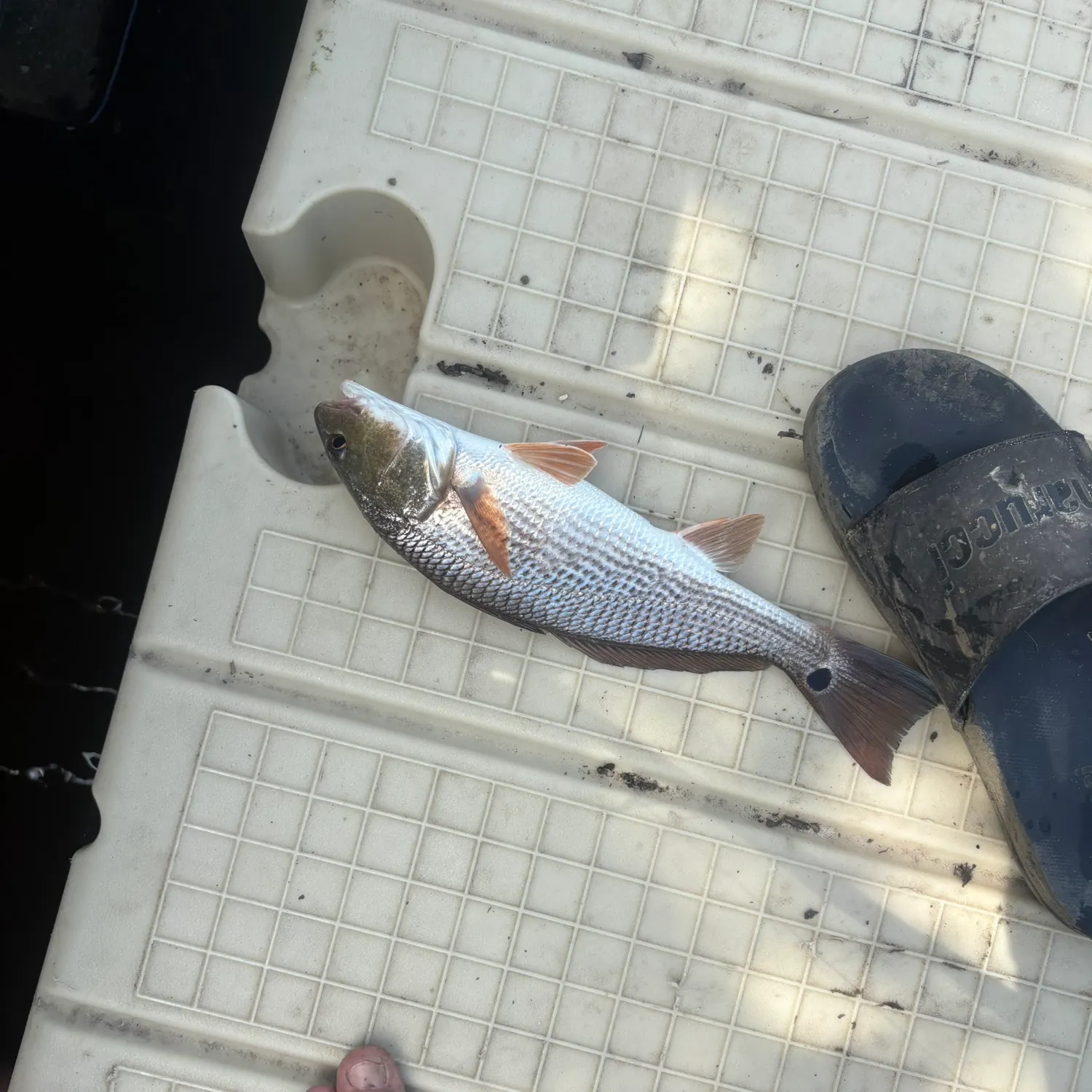 Red drum caught on Fishbrain