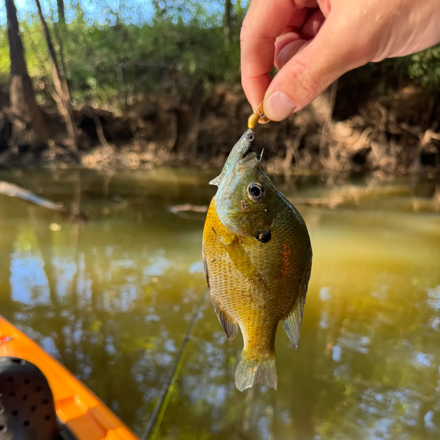 Bluegill caught on Fishbrain