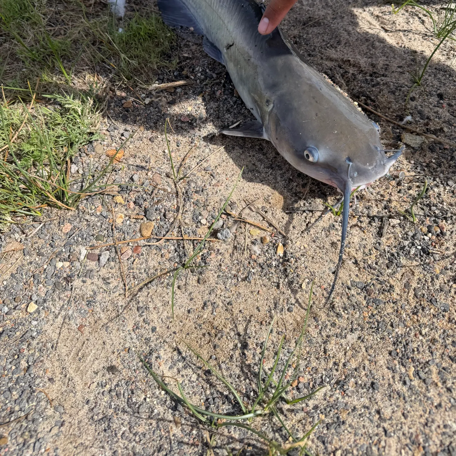 Channel catfish caught on Fishbrain