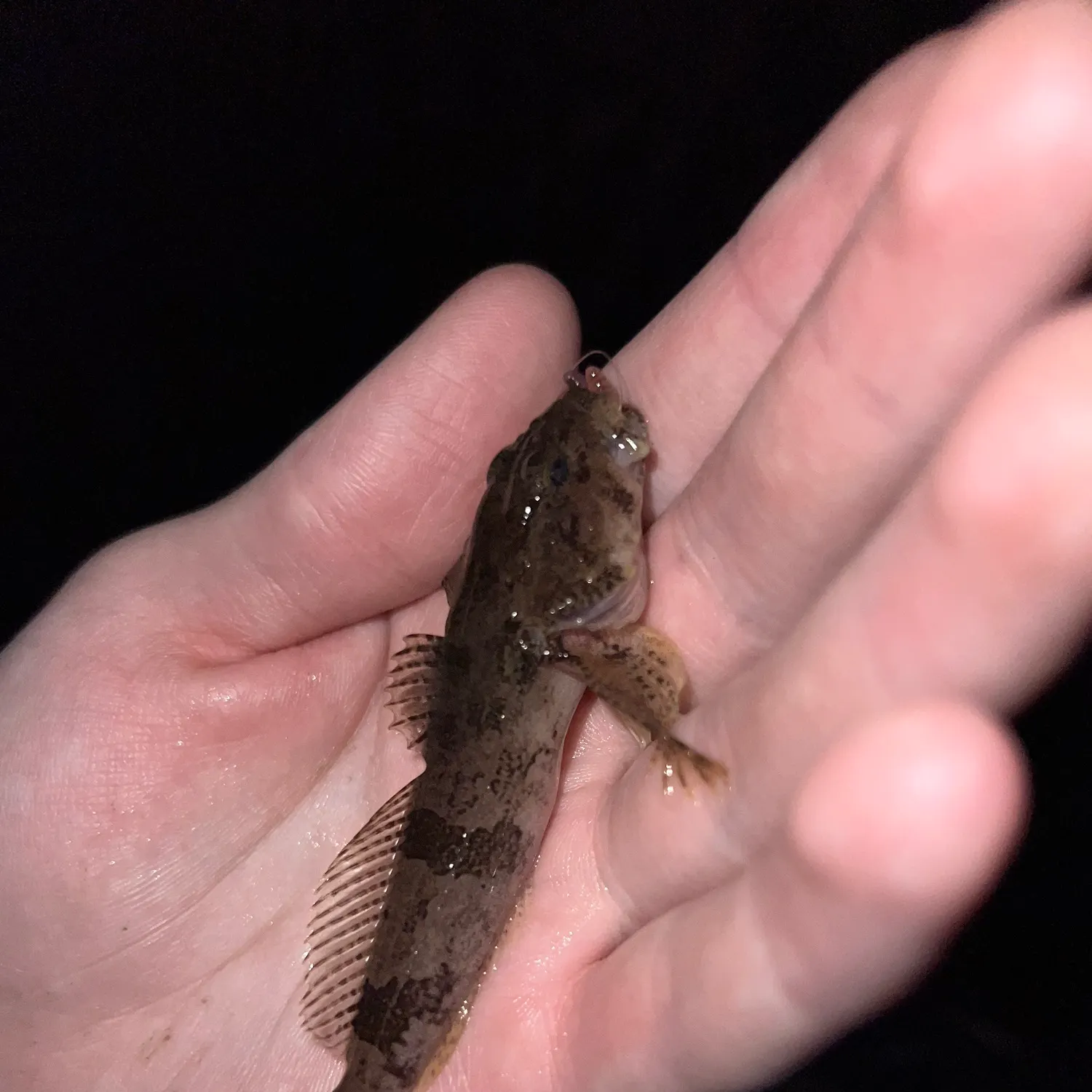 The most recent Banded sculpin catches on Fishbrain