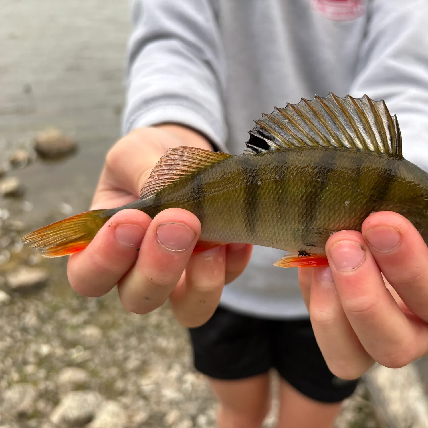 European perch caught on Fishbrain