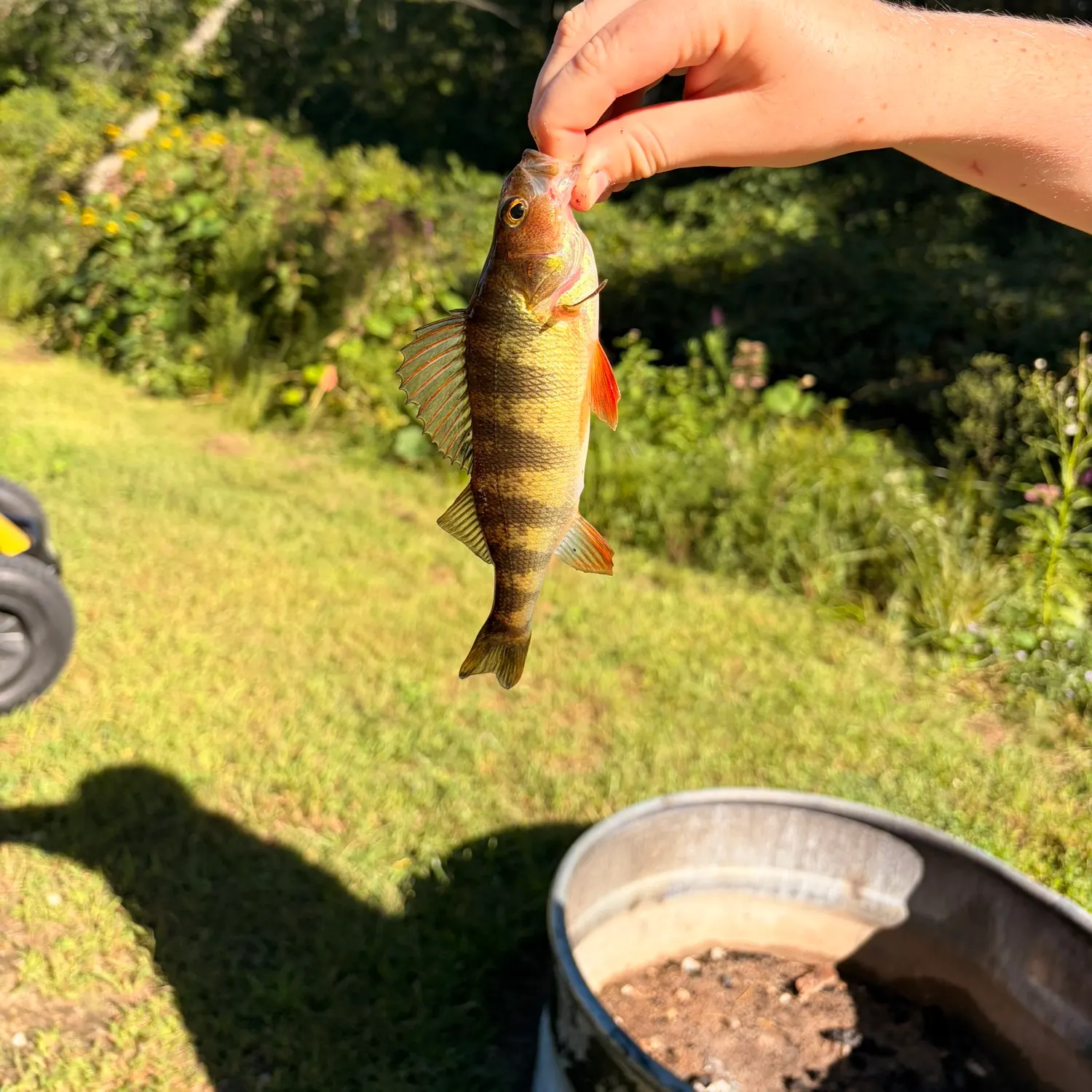 Yellow perch caught on Fishbrain
