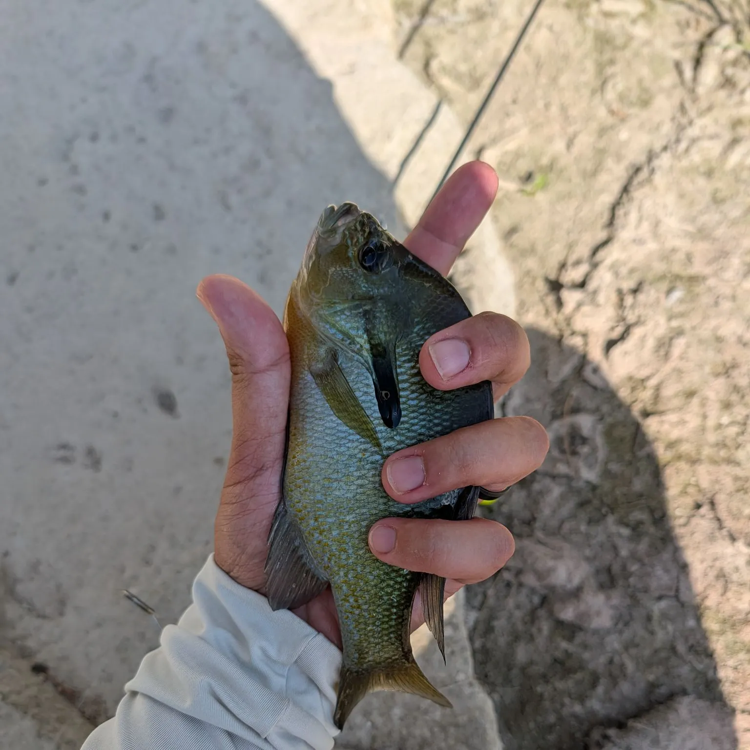 Longear x green sunfish caught on Fishbrain