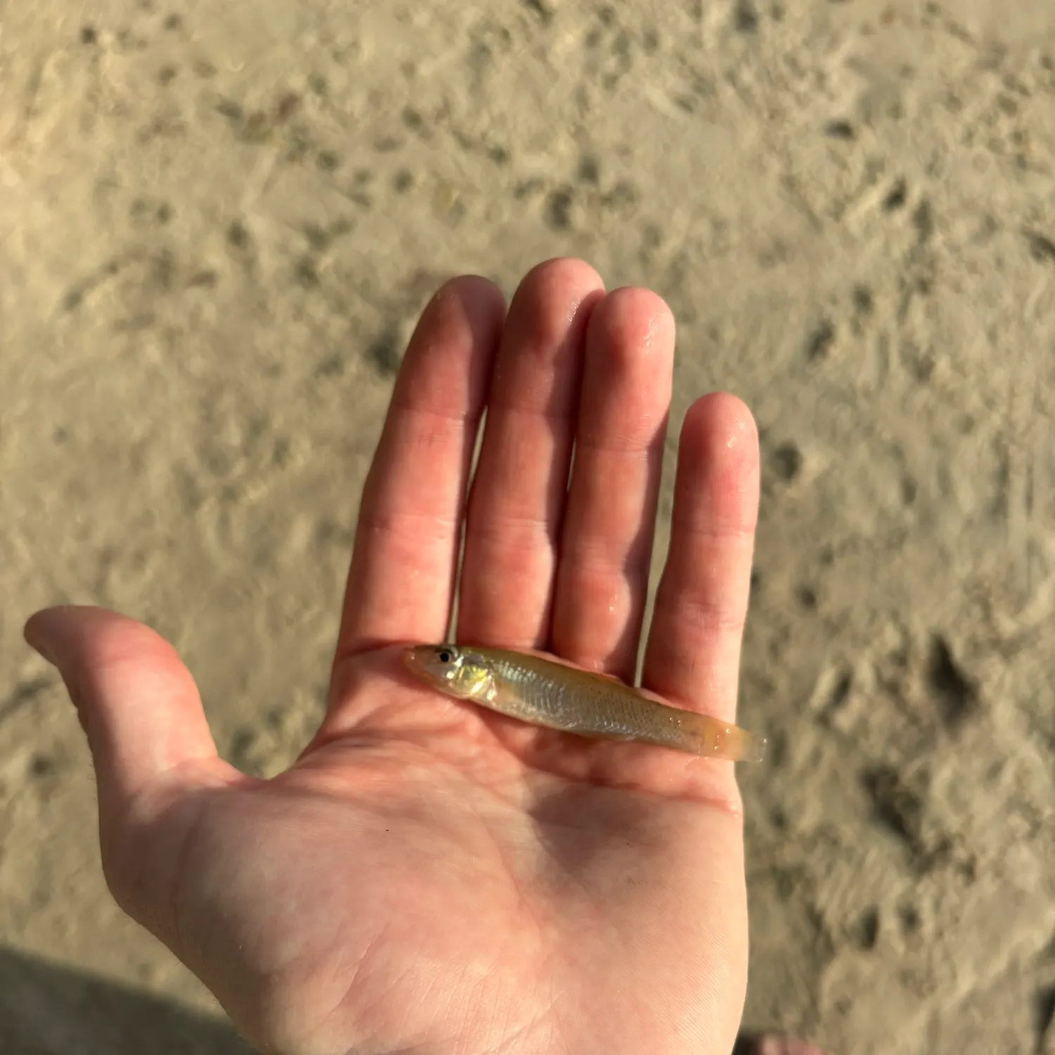 The most recent Seminole killifish catches on Fishbrain