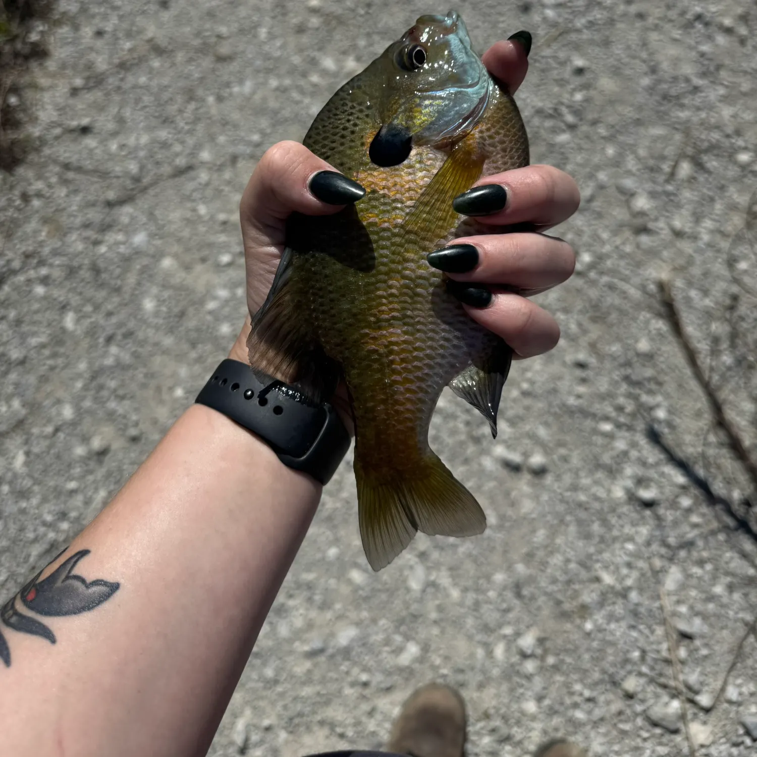 recently logged catches