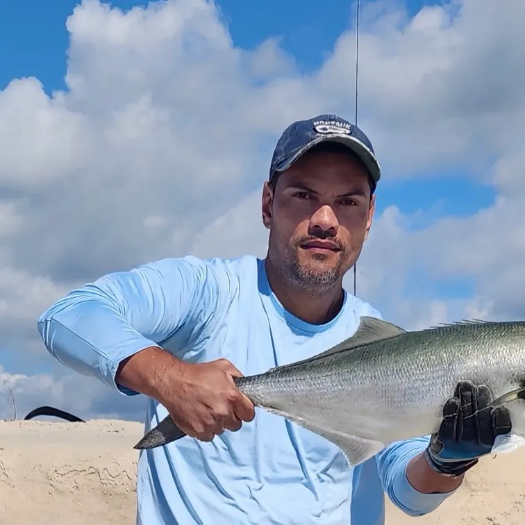 Bluefish caught on Fishbrain