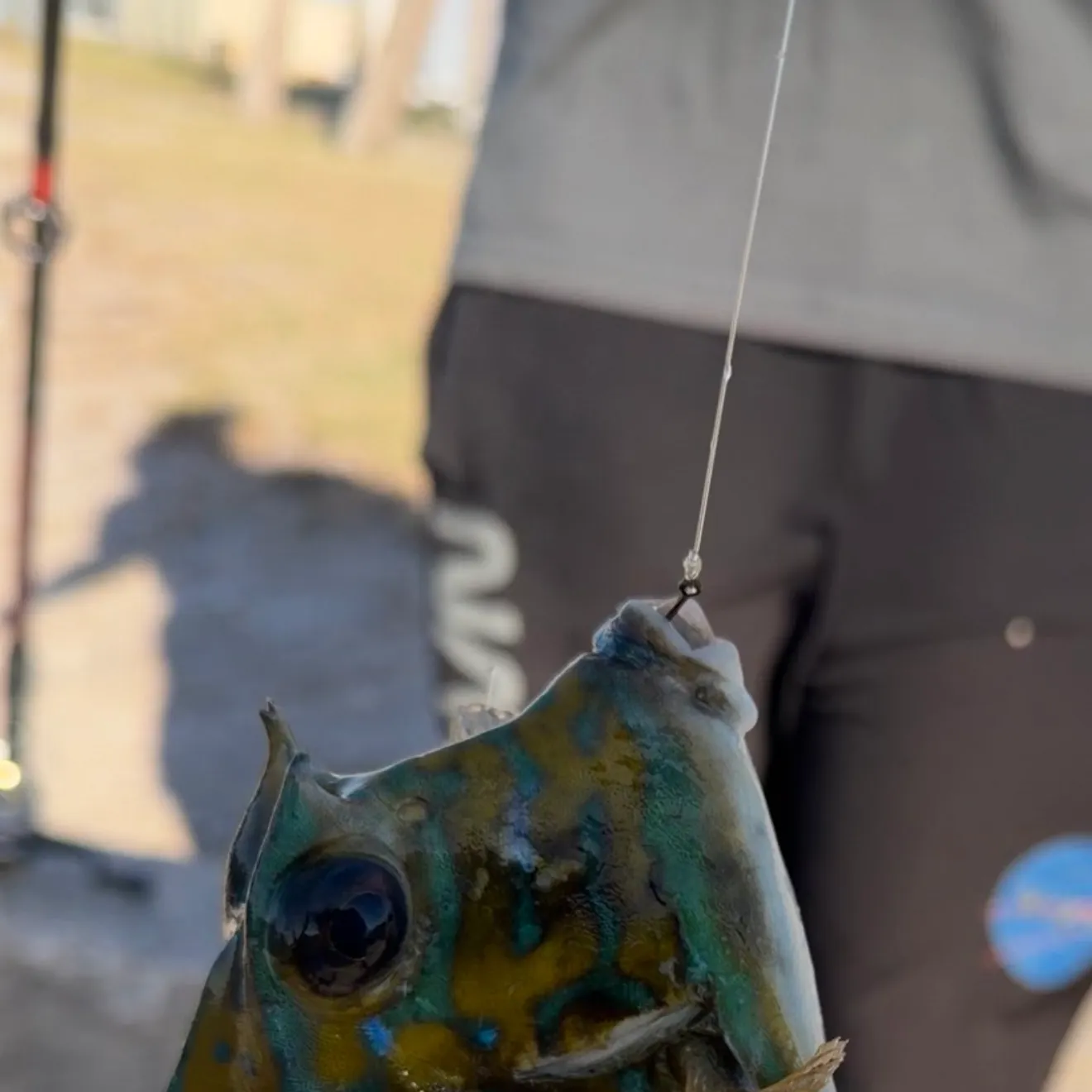 The most recent Scrawled cowfish catches on Fishbrain