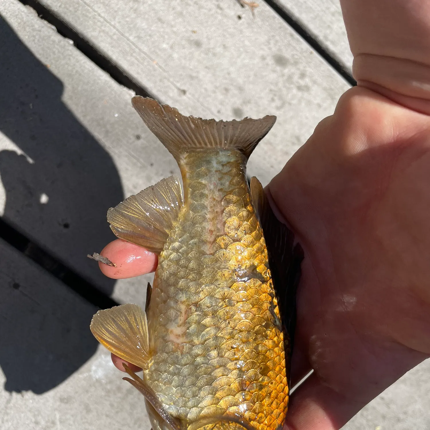 The most recent Goldfish catches on Fishbrain