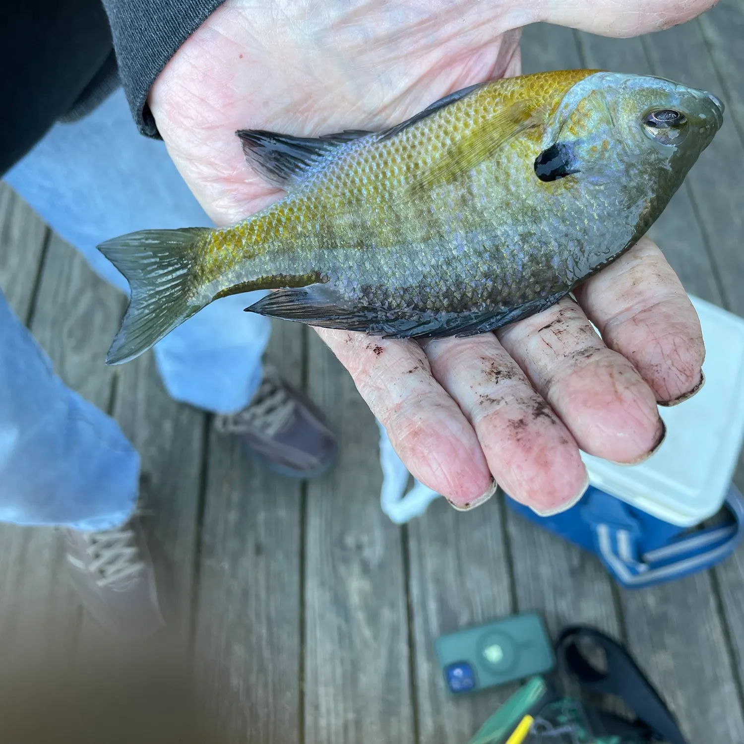 Bluegill caught on Fishbrain