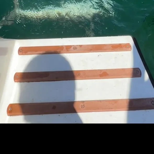 Scalloped hammerhead shark caught on Fishbrain