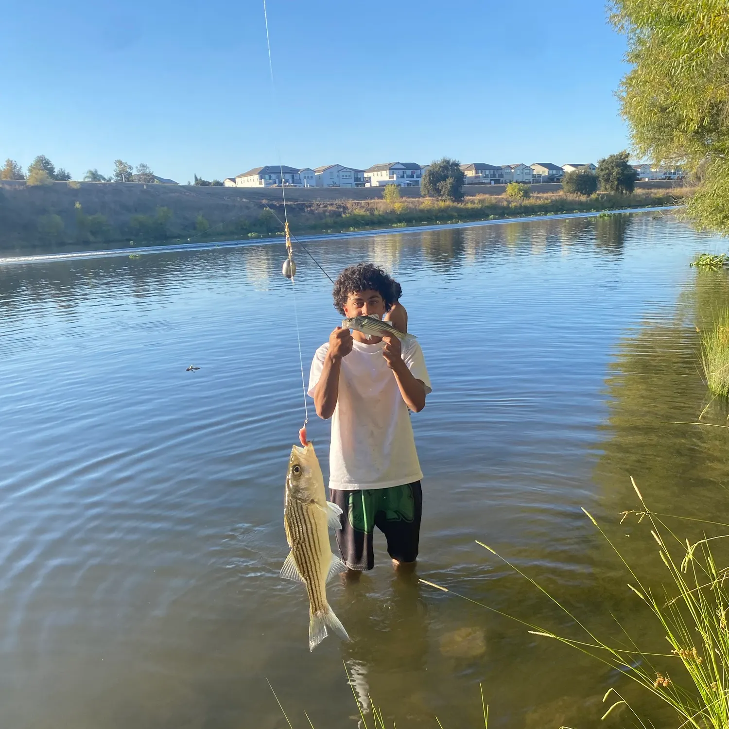Striped bass caught on Fishbrain