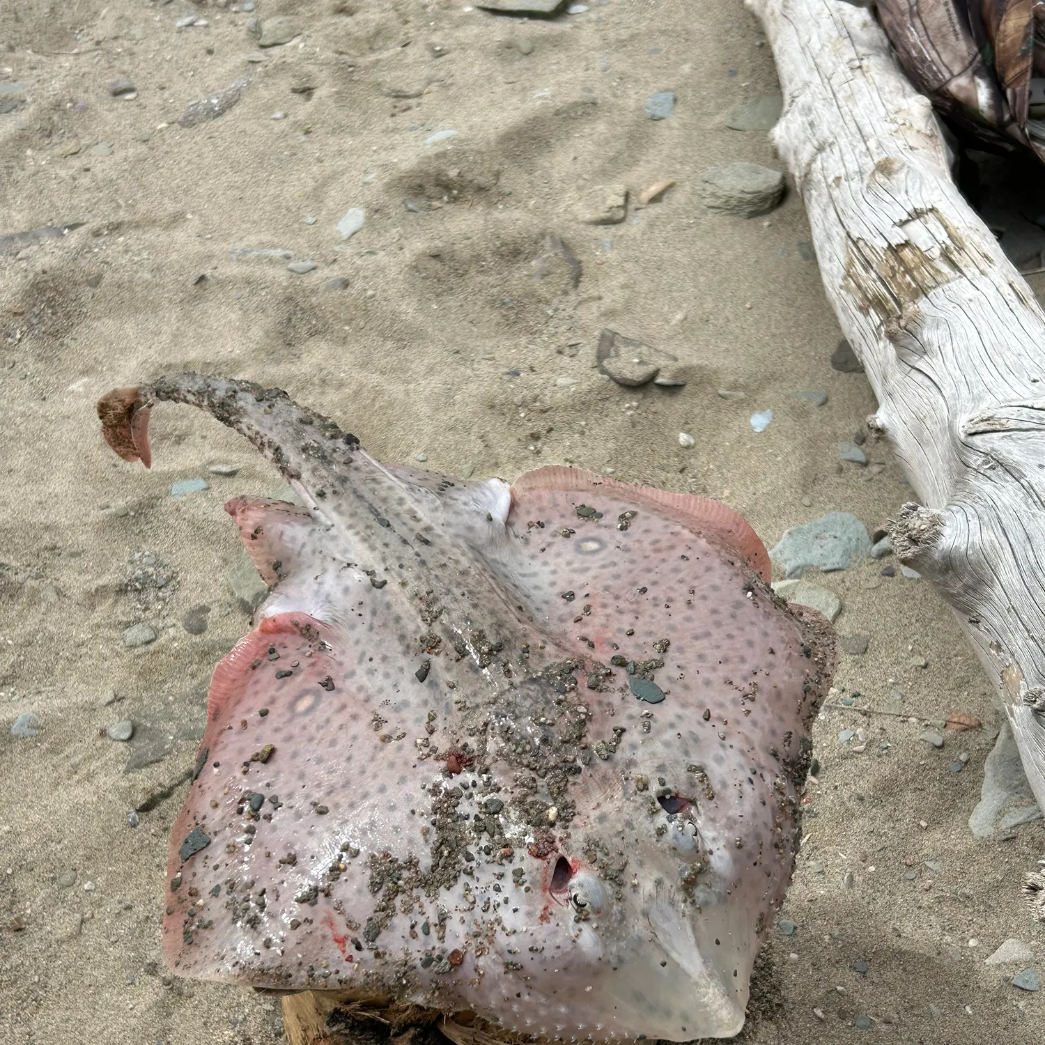 The most recent Winter skate catches on Fishbrain