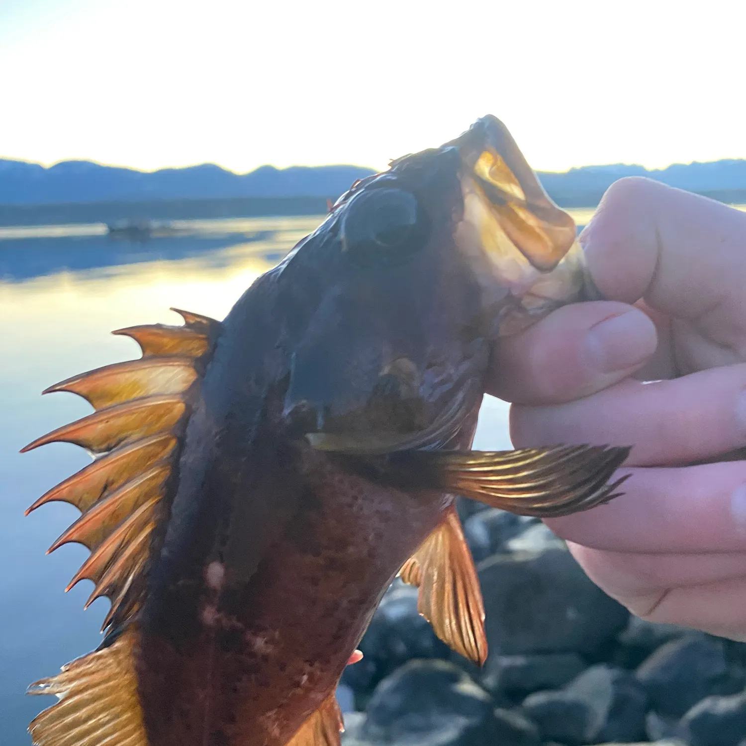 The most recent Copper rockfish catches on Fishbrain