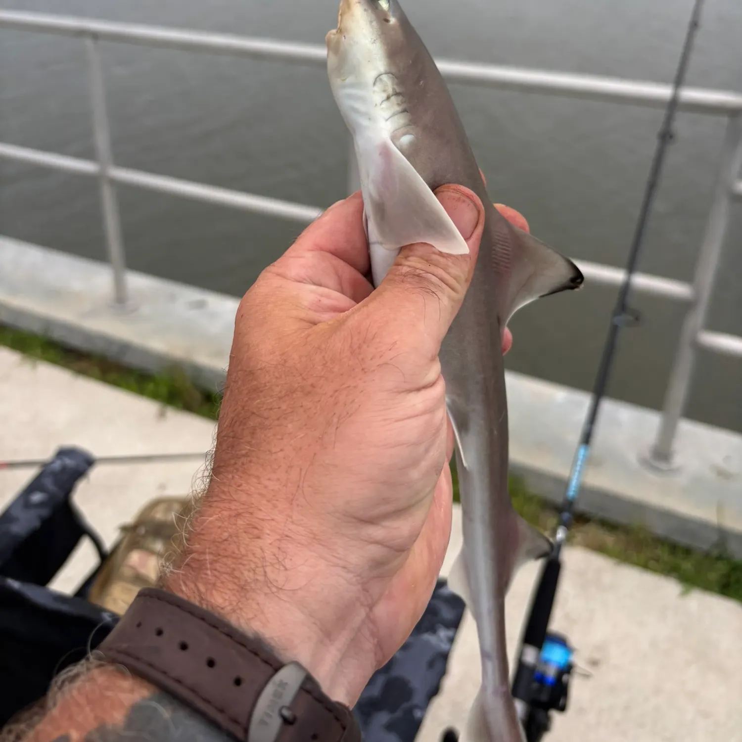 Dusky smooth-hound caught on Fishbrain