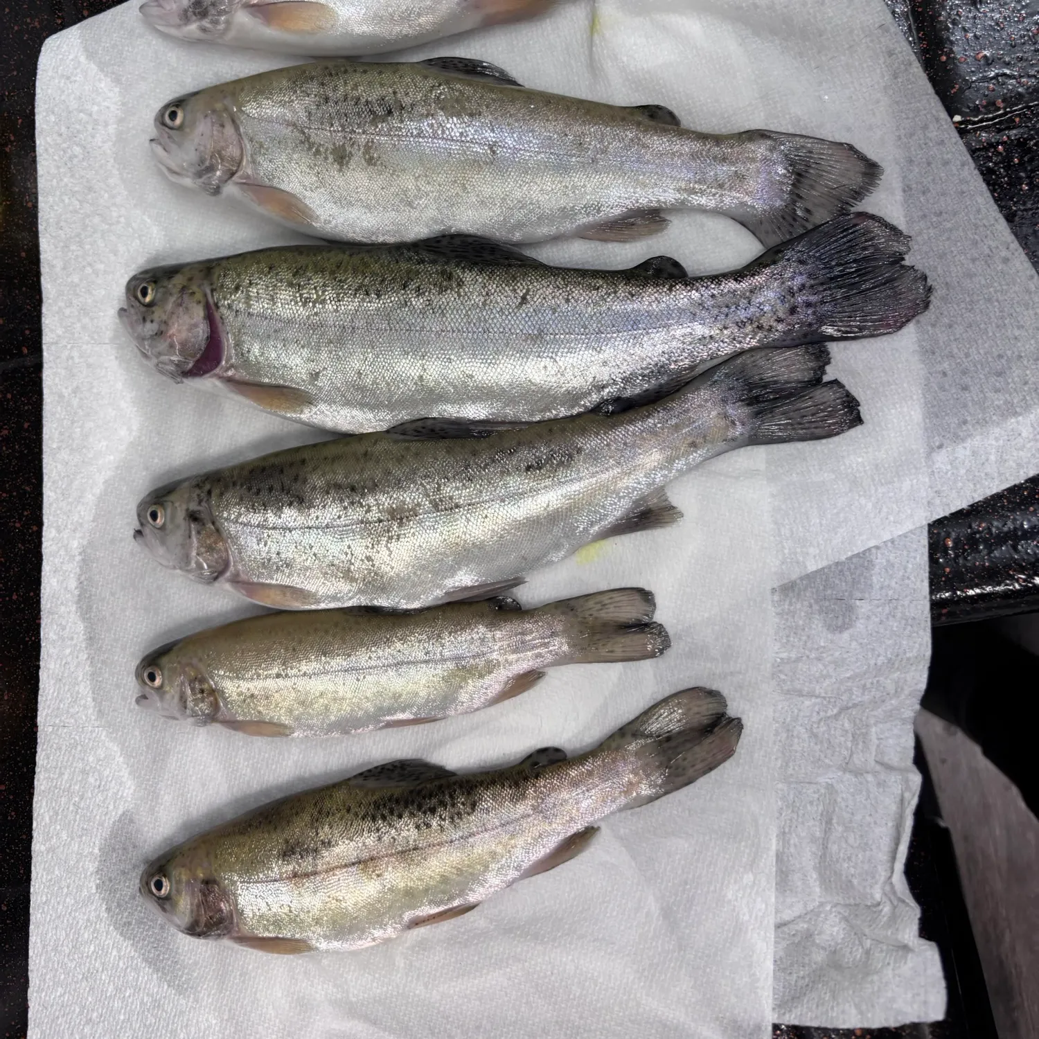 Rainbow trout caught on Fishbrain