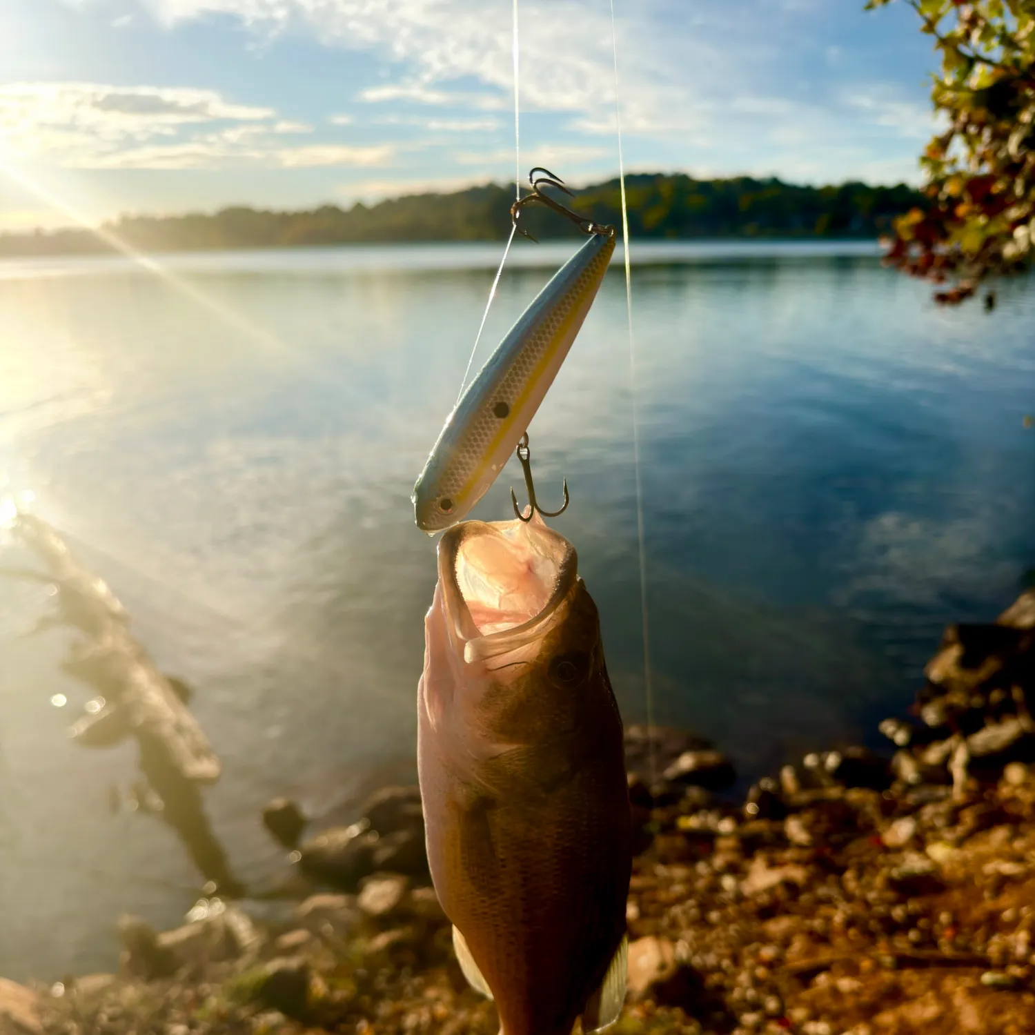 Largemouth bass caught on Fishbrain