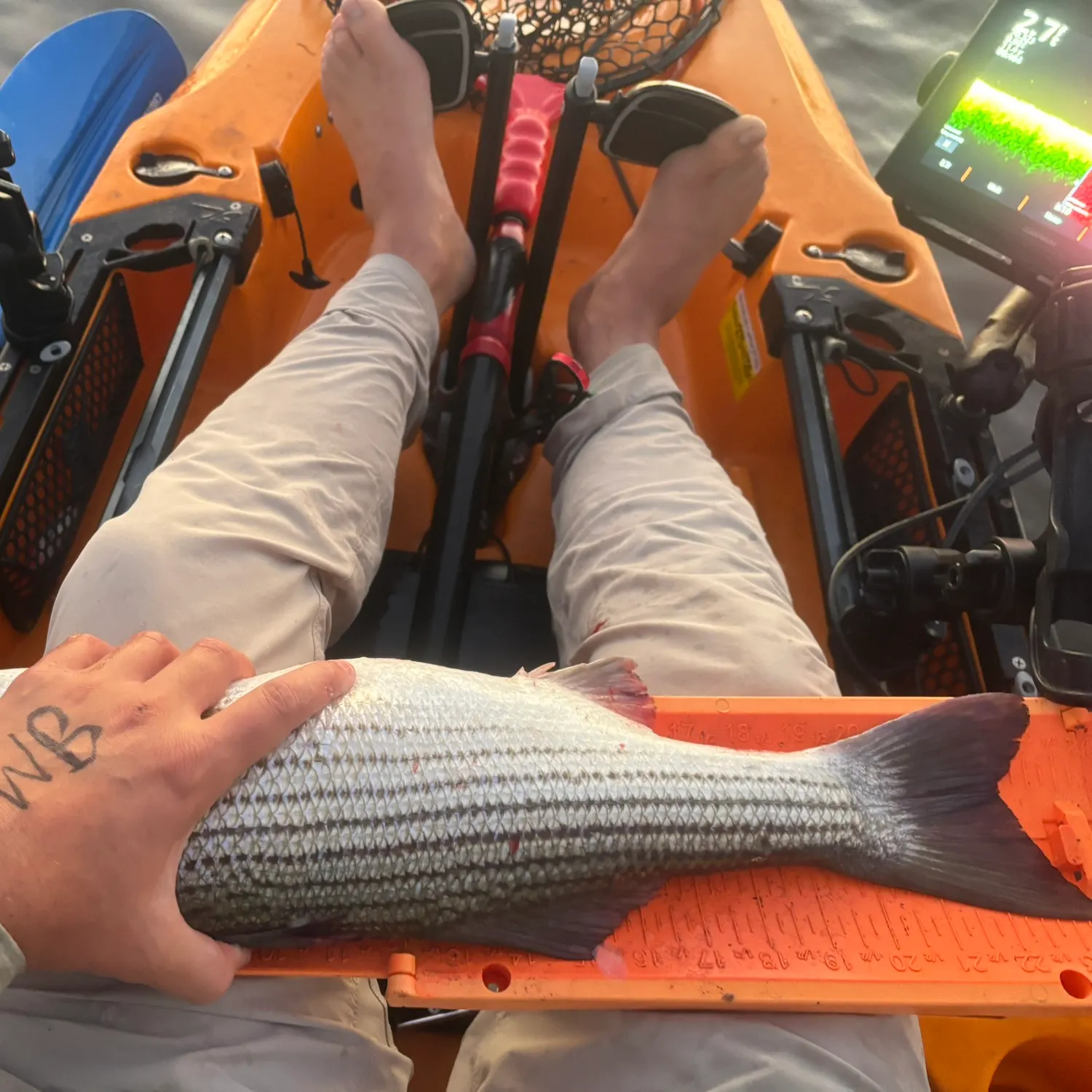 Spotted seatrout caught on Fishbrain