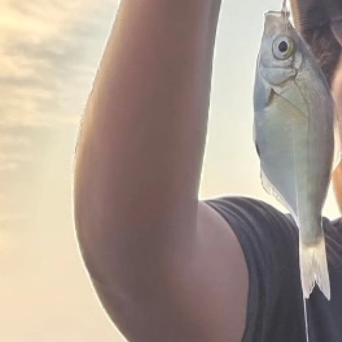 The most recent Calico surfperch catches on Fishbrain