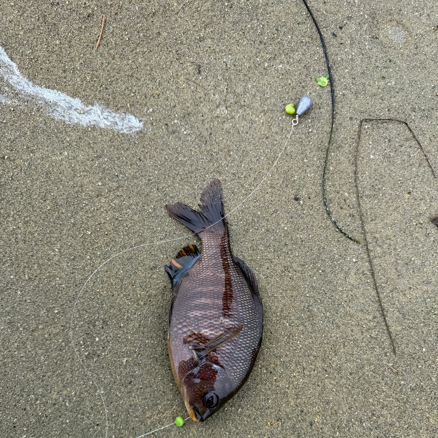 The most recent Rubberlip seaperch catches on Fishbrain