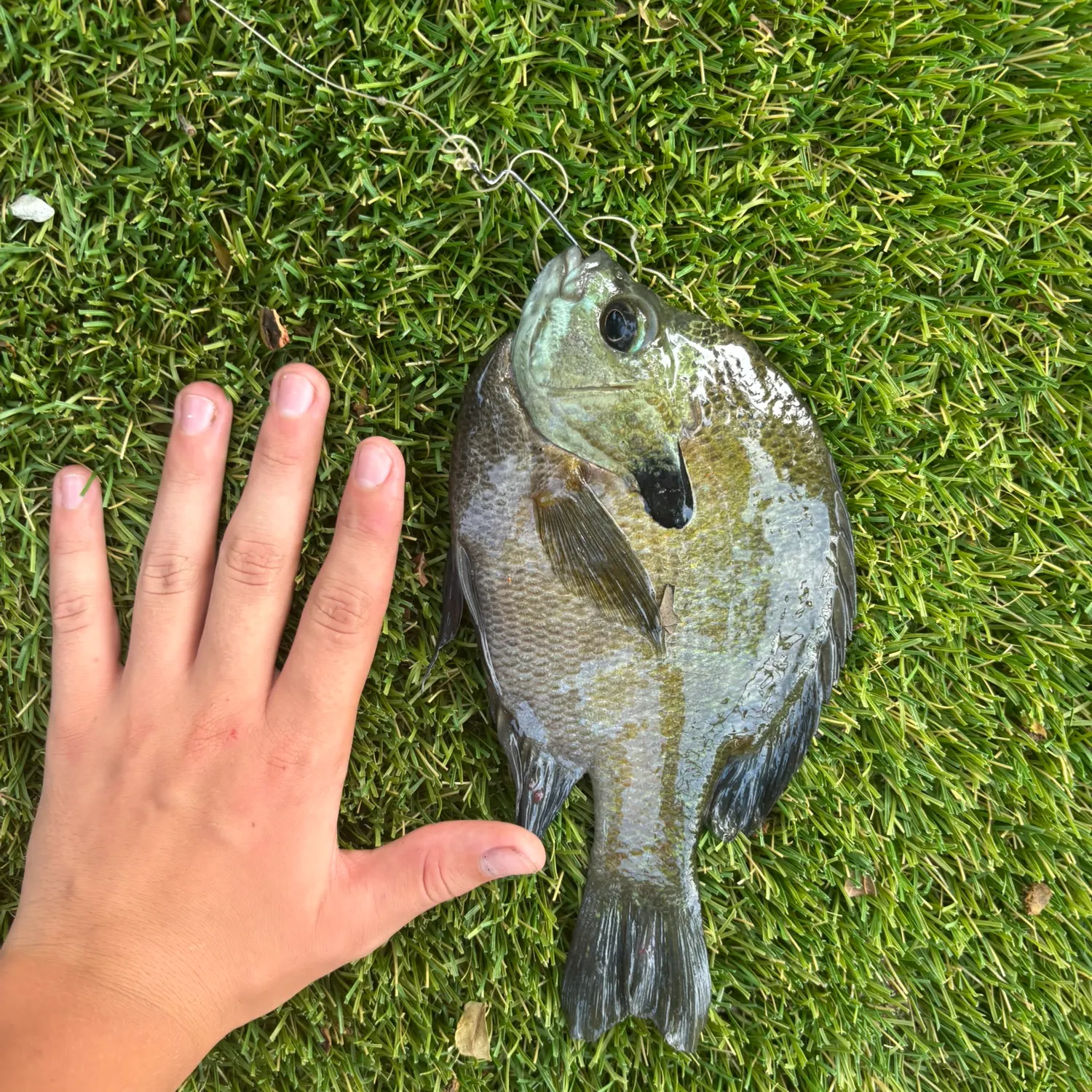 Fish caught on Fishbrain