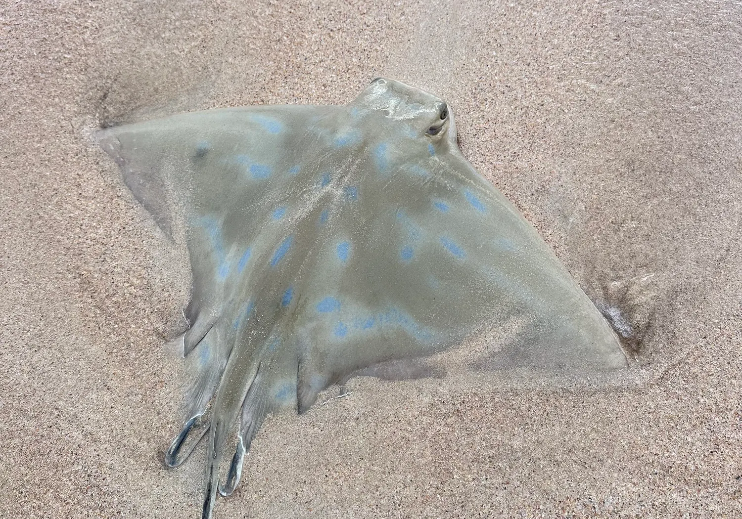 Australian bull ray