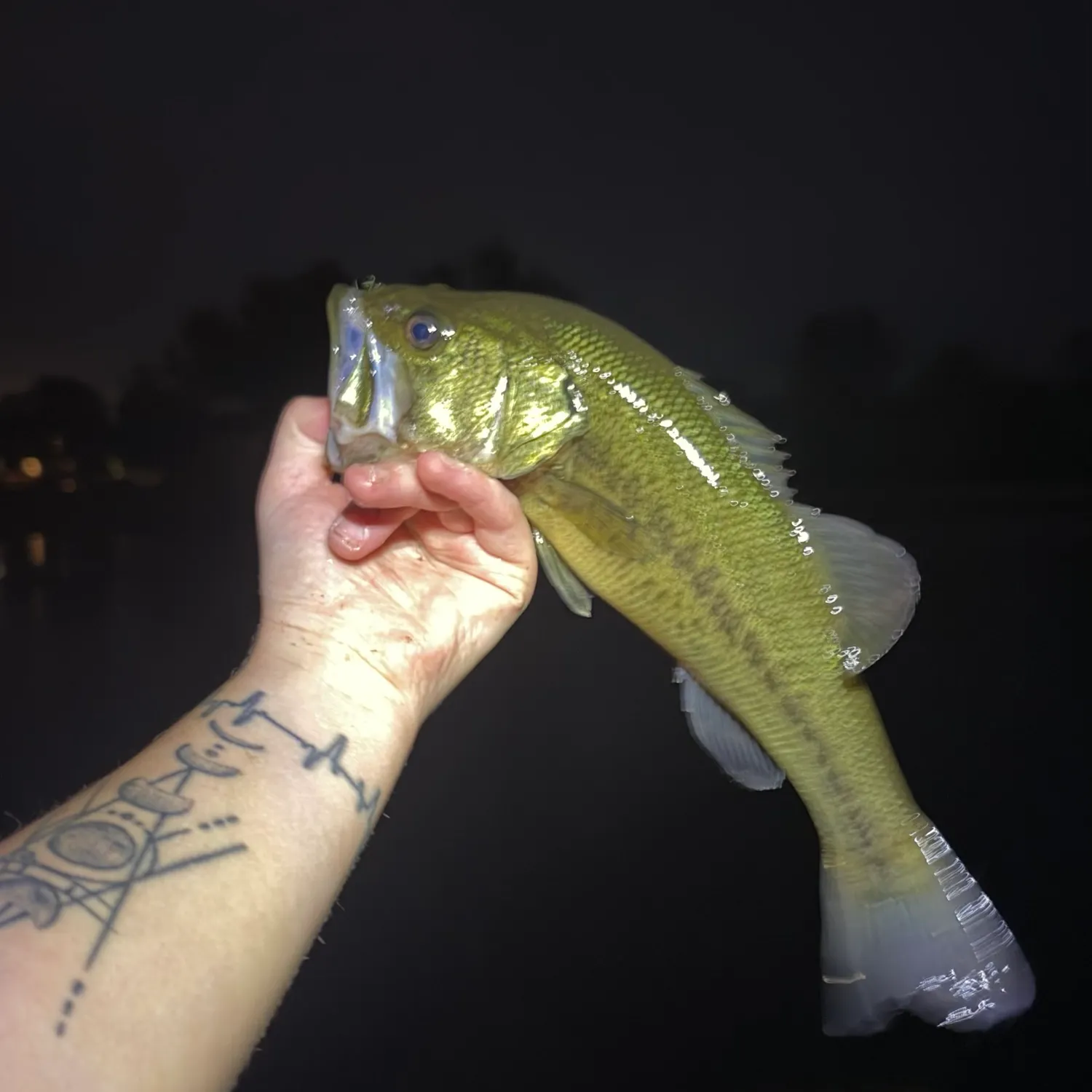 Largemouth bass caught on Fishbrain