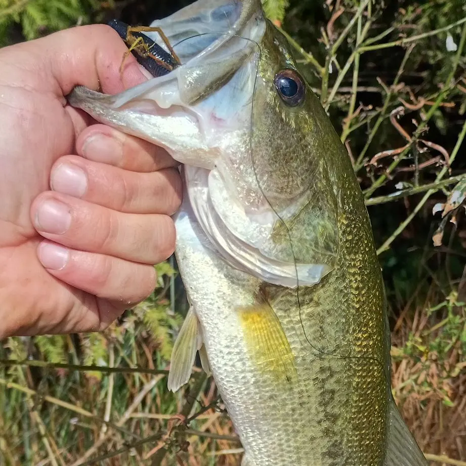 Largemouth bass caught on Fishbrain