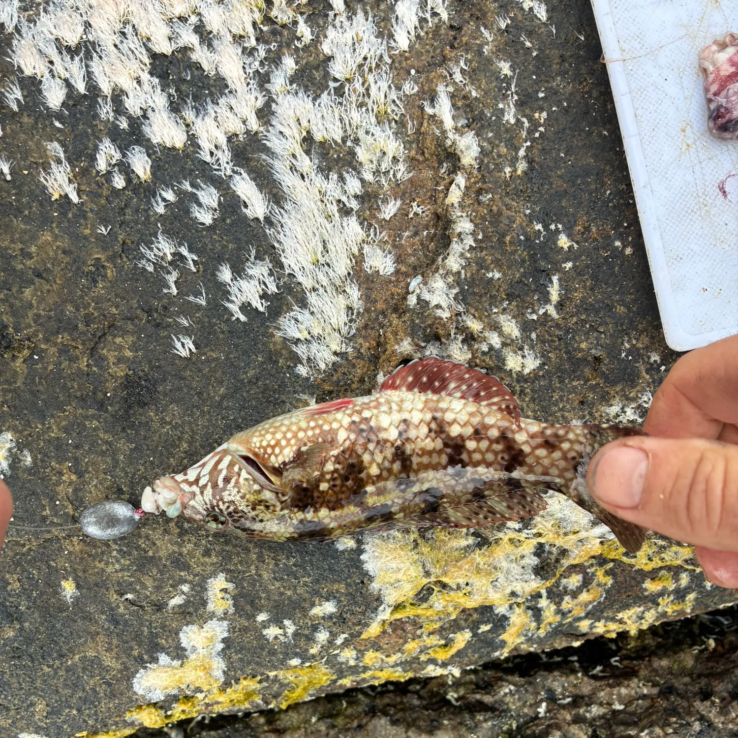 Fish caught on Fishbrain