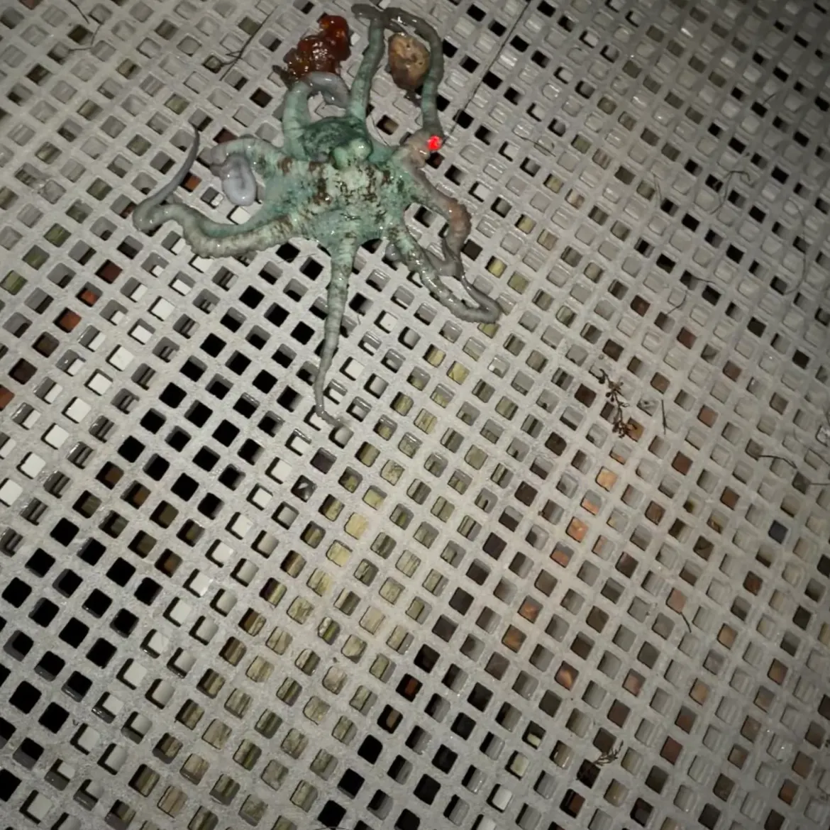 The most recent Caribbean reef octopus catches on Fishbrain