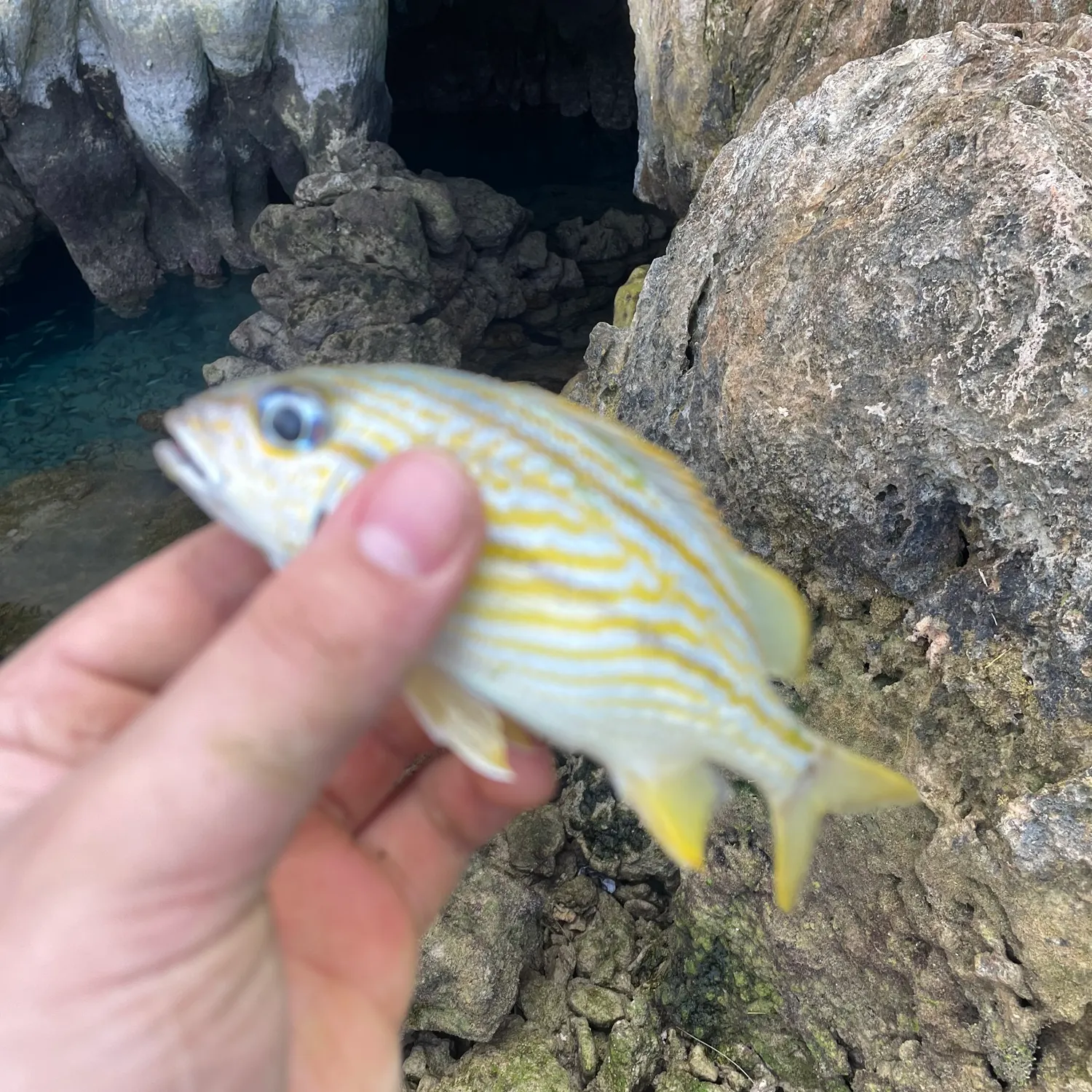 The most recent French grunt catches on Fishbrain