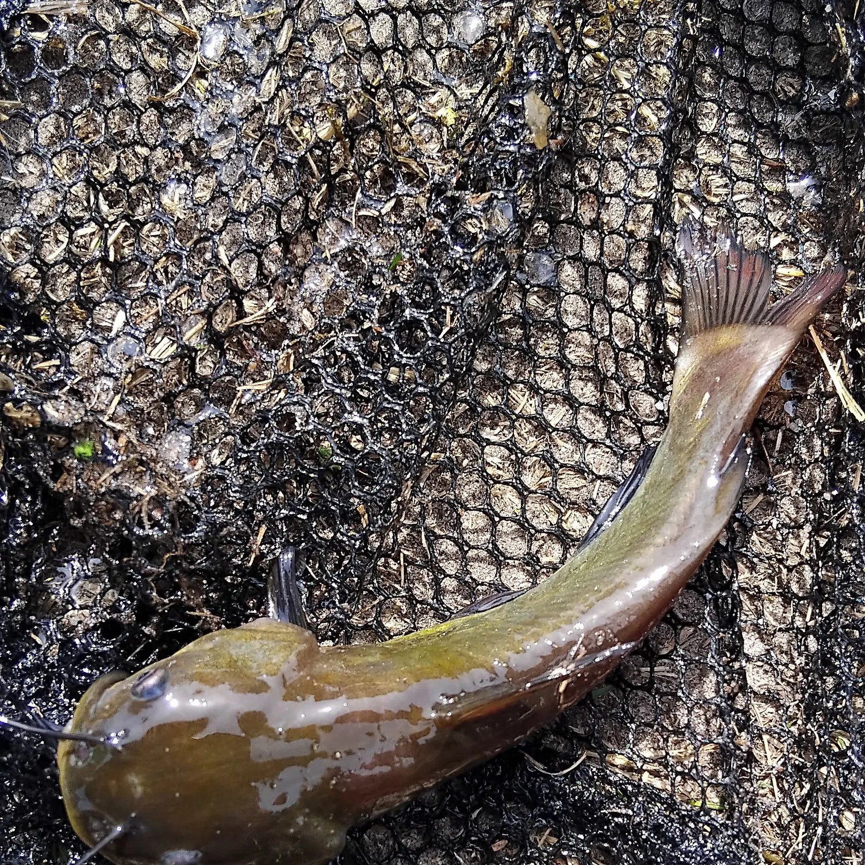 Black bullhead caught on Fishbrain