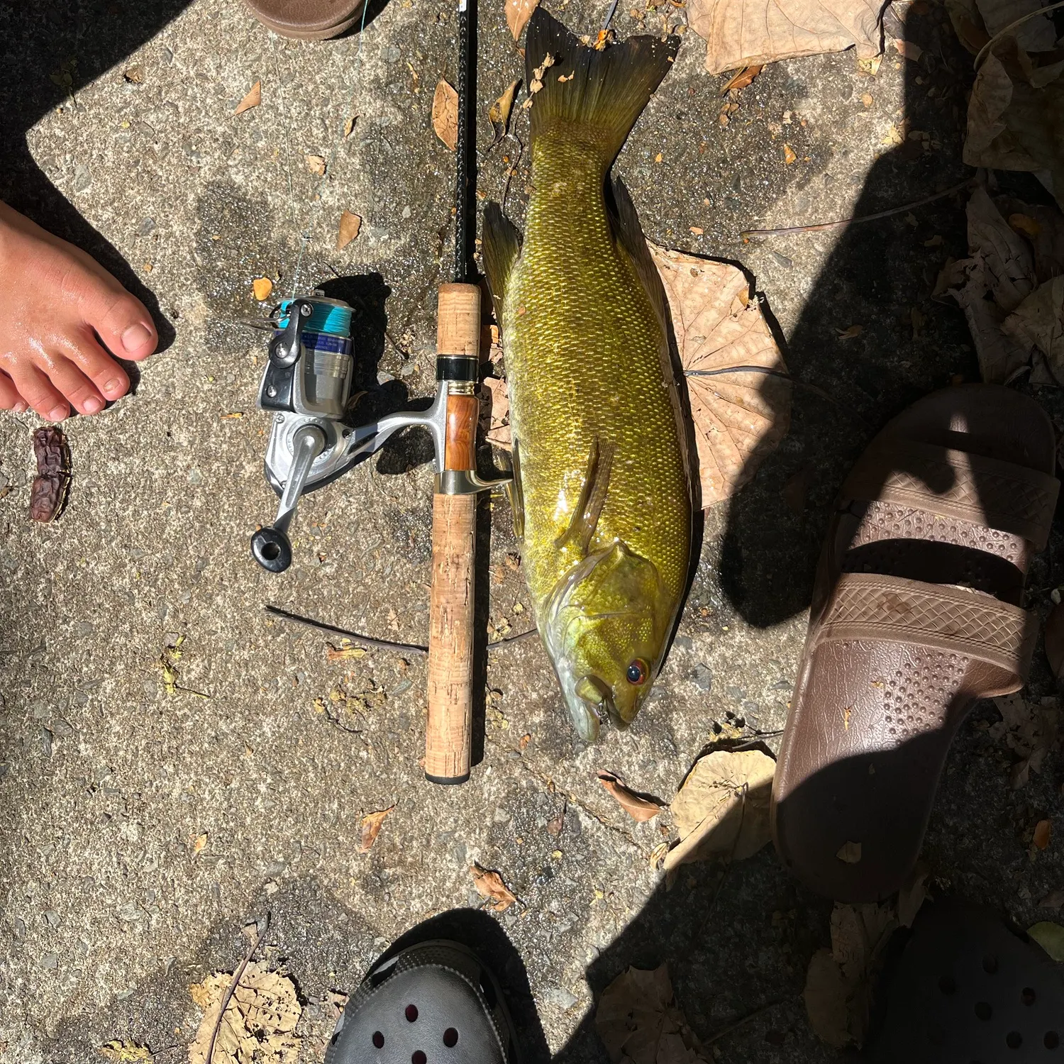 Smallmouth bass caught on Fishbrain